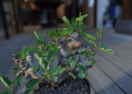 センナ　メリディオナリス　Senna meridionalis