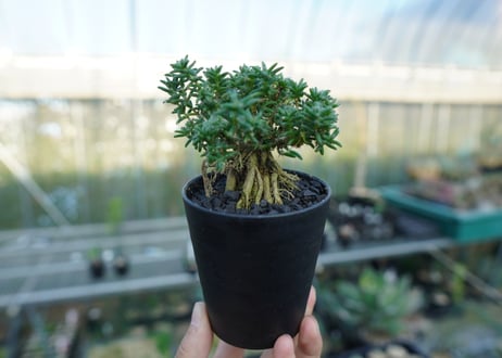 トリコディアデマ ステラツム　Trichodiadema stellatum  No.4