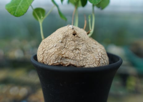 ステファニア　エレクタ　Stephania erecta