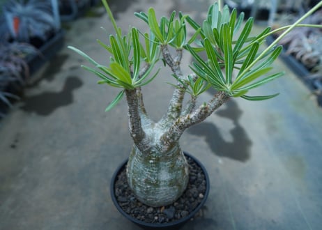 パキポディウム　グラキリス　 Pachypodium Gracilius