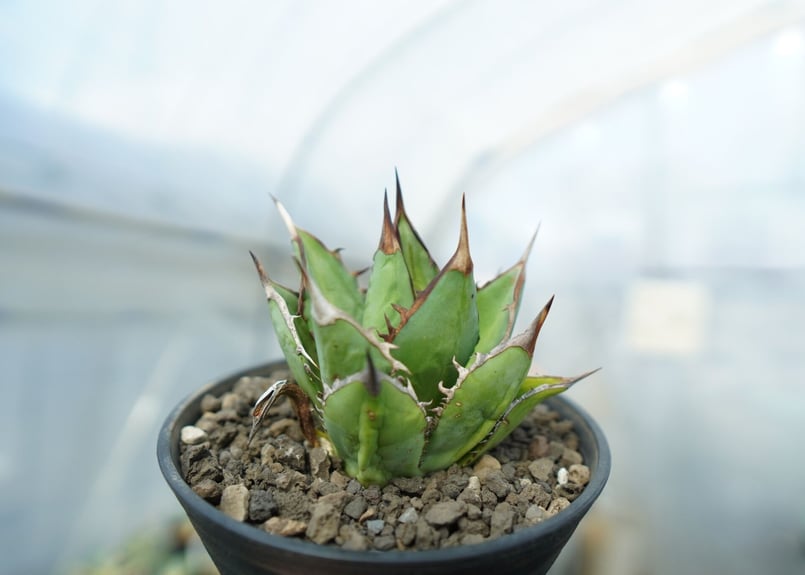 アガベ チタノタ 剣竜 Agave titanota Kenryu No.1 | mana's