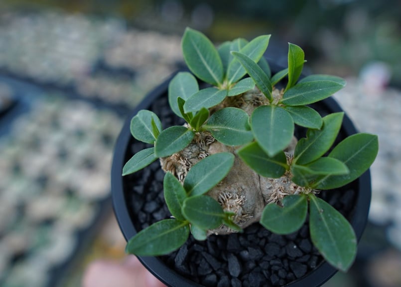 パキポディウム 恵比寿笑い Pachypodium brevicaule | mana's f