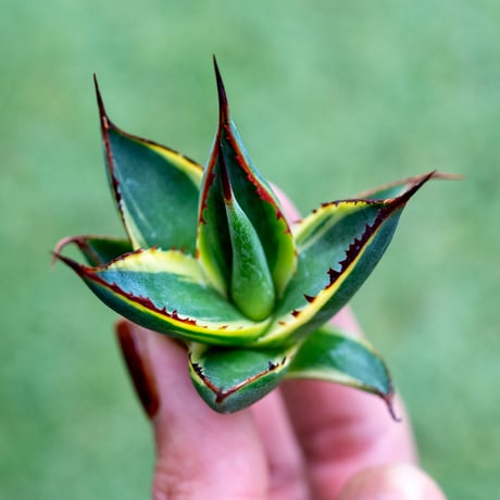 サングロー | STORES