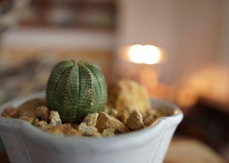 ユーフォルビア　オベサ　Euphorbia obesa