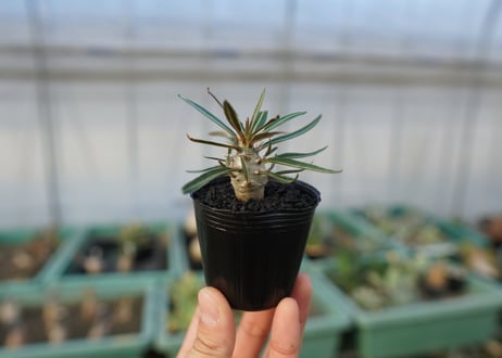 パキポディウム　グラキリス　 Pachypodium Gracilius  No.2