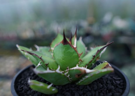 アガベ　チタノタ　Agave titanota　No.4