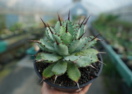 アガベ　マクロアカンサ×ポタトラム　 Agave macroacantha×potatorum