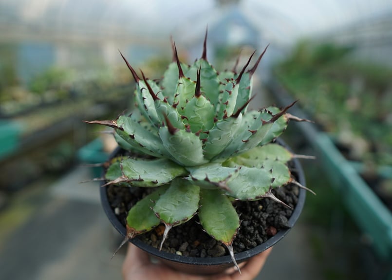 アガベ マクロアカンサ×ポタトラム Agave macroacantha×potatorum