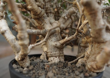 センナ　メリディオナリス　Senna meridionalis　No.3