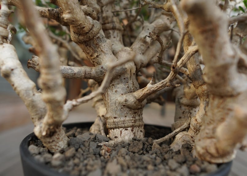 センナ メリディオナリス Senna meridionalis No.3 | mana's f