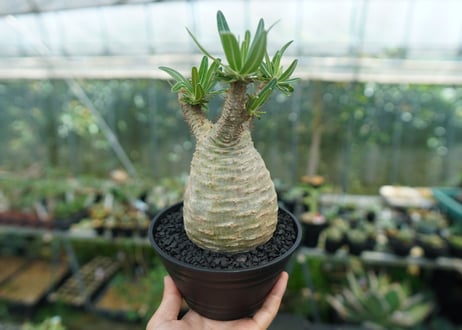 パキポディウム　グラキリス　 Pachypodium Gracilius  No.2