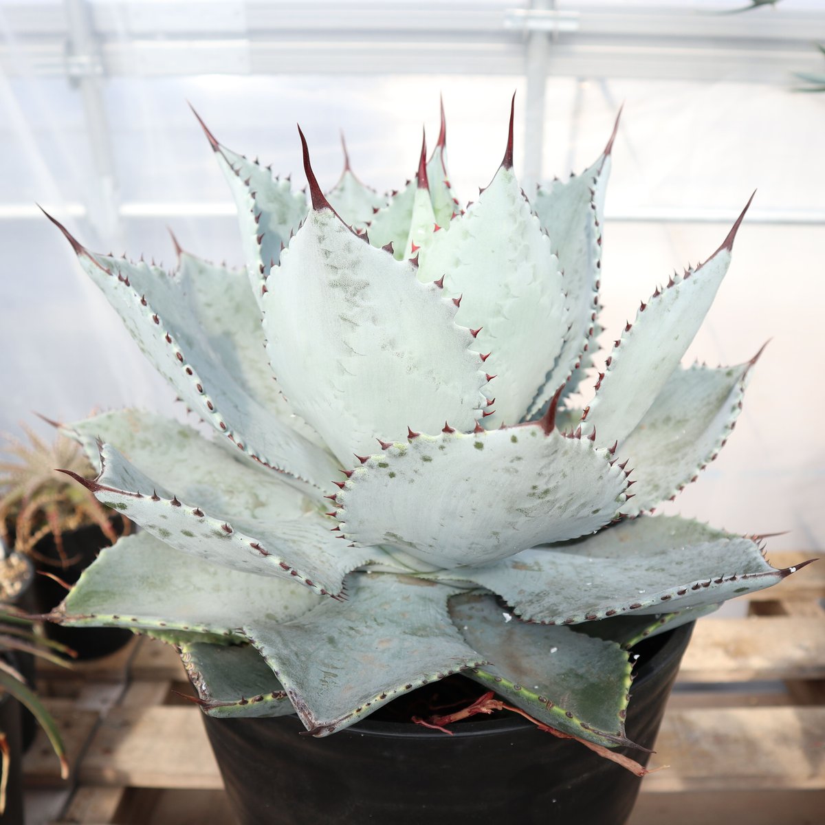 fit=scale-down,w=1200