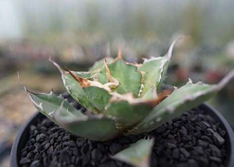 agave titanota 獅子光　Lion light　No.2