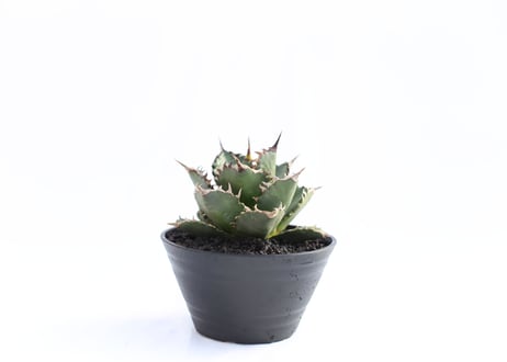 Agave titanota FO-76 compacta  no.８