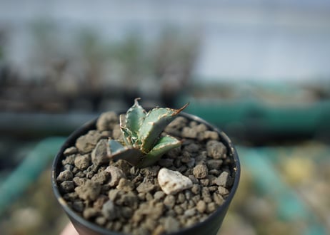 カキコアガベ　チタノタ　FO-76　agave titanota  FO-76　子株　A13