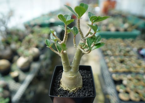 アデニウム　Adenium　No.11