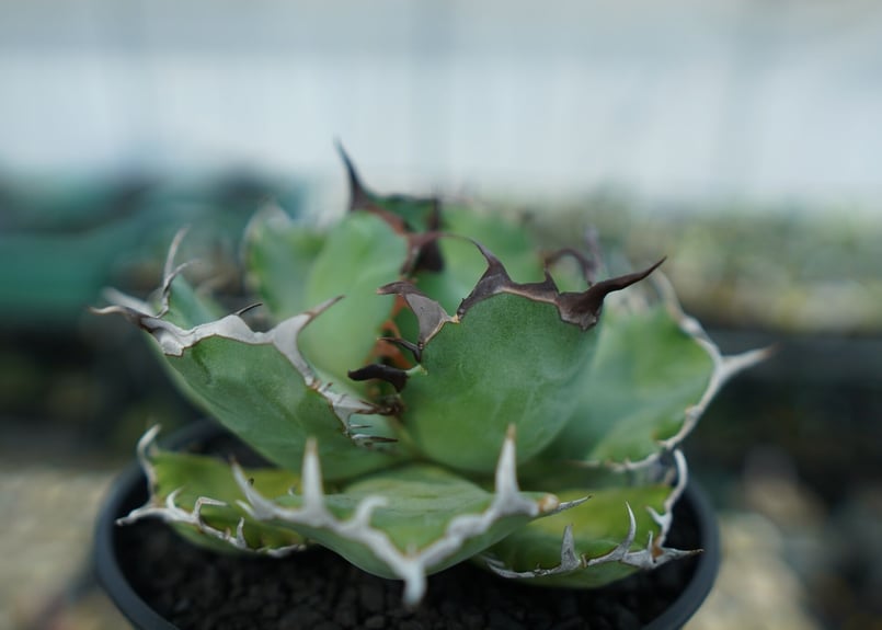 アガベ　チタノタ　緑鯨　valiem GHORST bowl Mサイズ アガベ チタノタ 緑鯨 valiem GHORST bowl Mサイズ アガベ チタノタ 緑