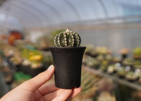 ディスコカクタス　ホルスティ