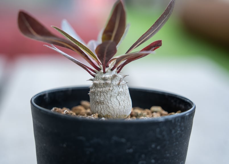 パキポディウム デンシフローラム 沖縄実生 | mana's farm:塊根植物