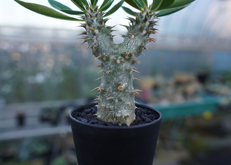 パキポディウム　伊藤ハイブリッド　(鉢付き) 園芸ネット本店｜パキポディウム：伊藤ハイブリッド（実生株） 3号