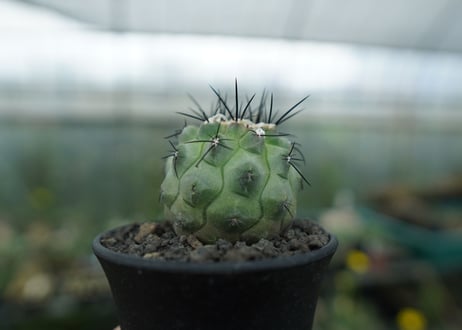 コピアポア　モンタナ 　”妖鬼玉”　Copiapoa montana