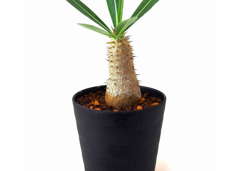 Pachypodium rosulatum パキポディウム ロスラーツム | mana's