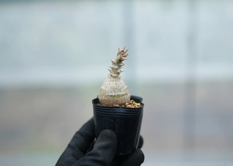 パキポディウム　ウィンゾリー　沖縄実生　No.7
