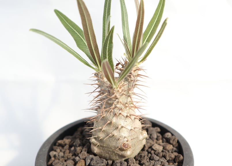 パキポディウム グラキリス 実生 №5 | mana's farm:塊根植物・アガベ