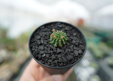 ユーフォルビア　群星冠　Euphorbia Stellispina