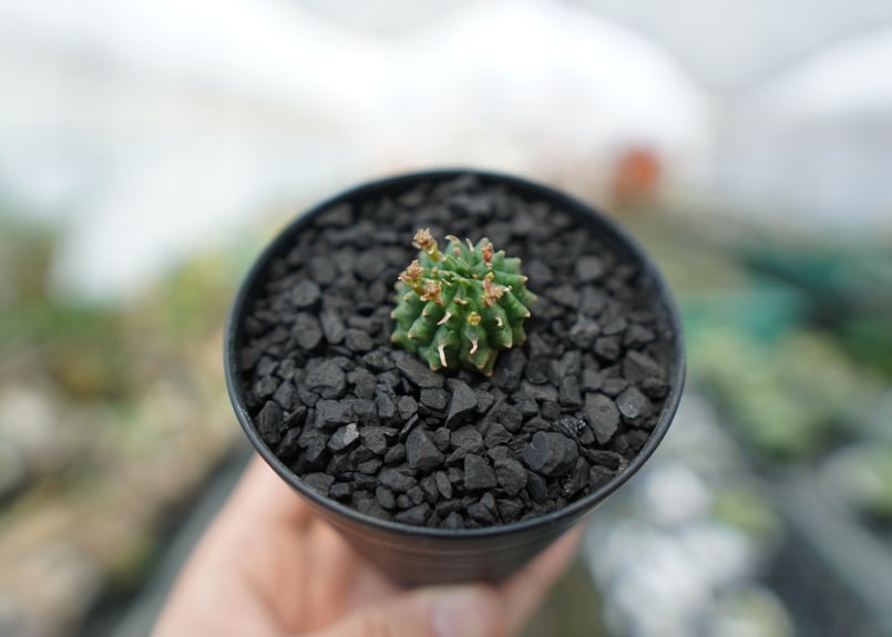ユーフォルビア 群星冠 Euphorbia Stellispina | mana's farm