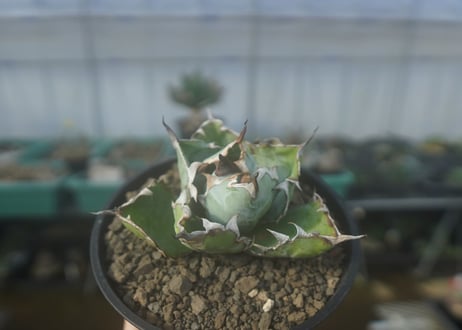 アガベ　チタノタ　 ブラックアンドブルー 　Agave titanota black and blue　No.1