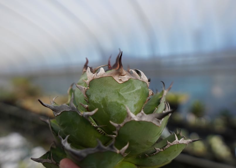 agave titanota 迦梨女神 'Goddess Kali' | mana's fa