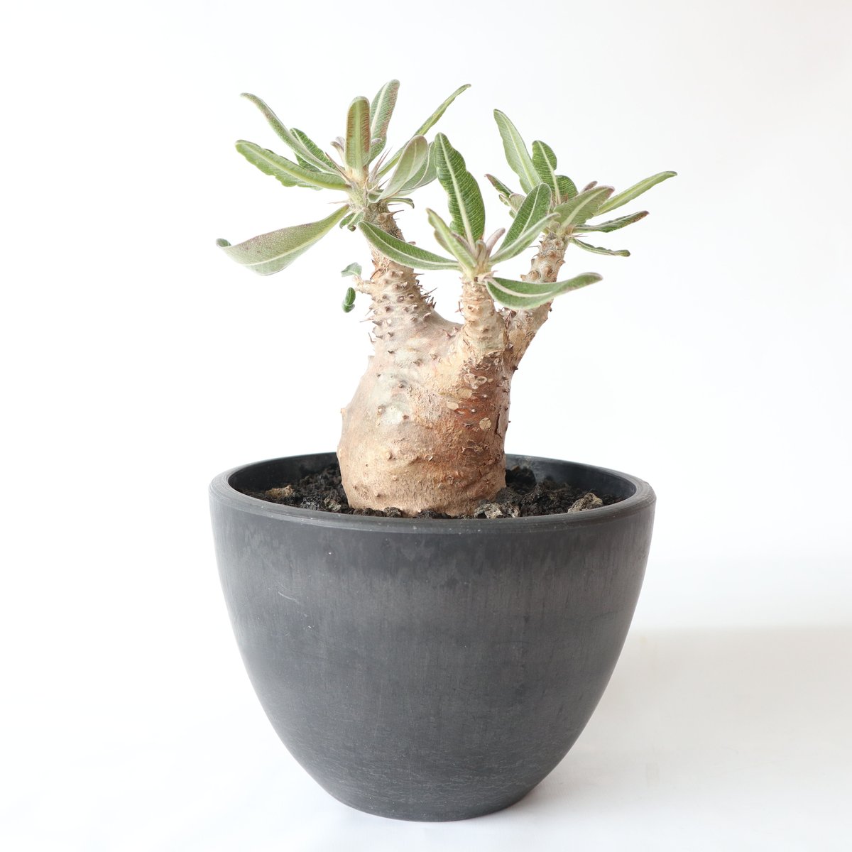 パキポディウム カクチペス | mana's farm:塊根植物・アガベ・ドライ