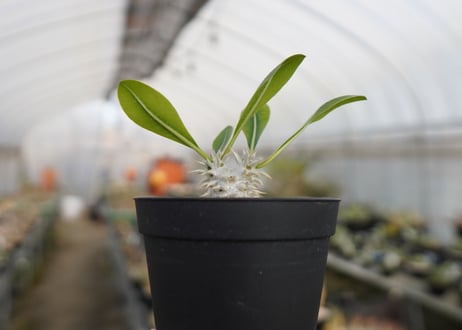 パキポディウム　恵比寿大黒 Pachypodium Densicaule　No.2