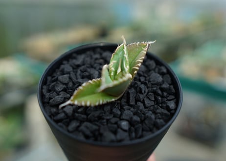 アガベ　チタノタ　追星 agave titanota cok