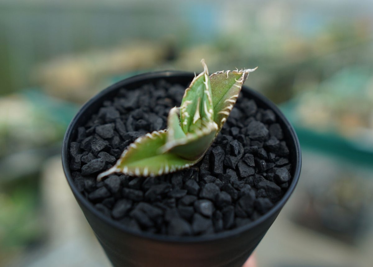 アガベ チタノタ 追星 agave titanota cok | mana's farm:塊根