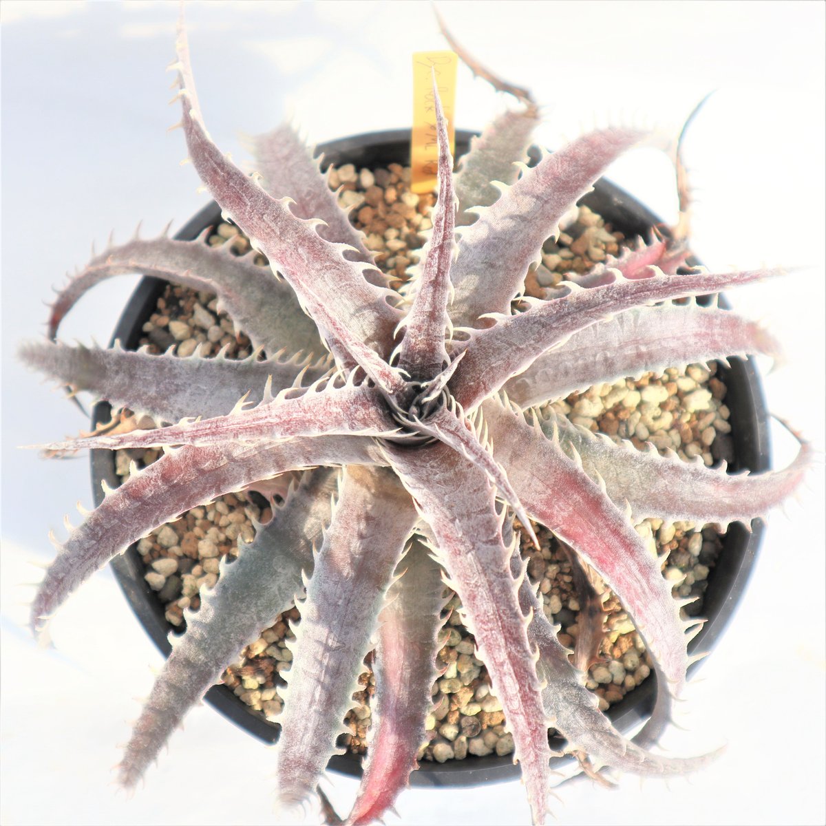Dyckia Rock x ML Red | mana's farm:塊根植物・アガベ・ドラ