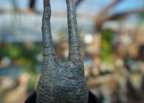 【未発根】パキポディウム　グラキリス　 Pachypodium Gracilius  No.4