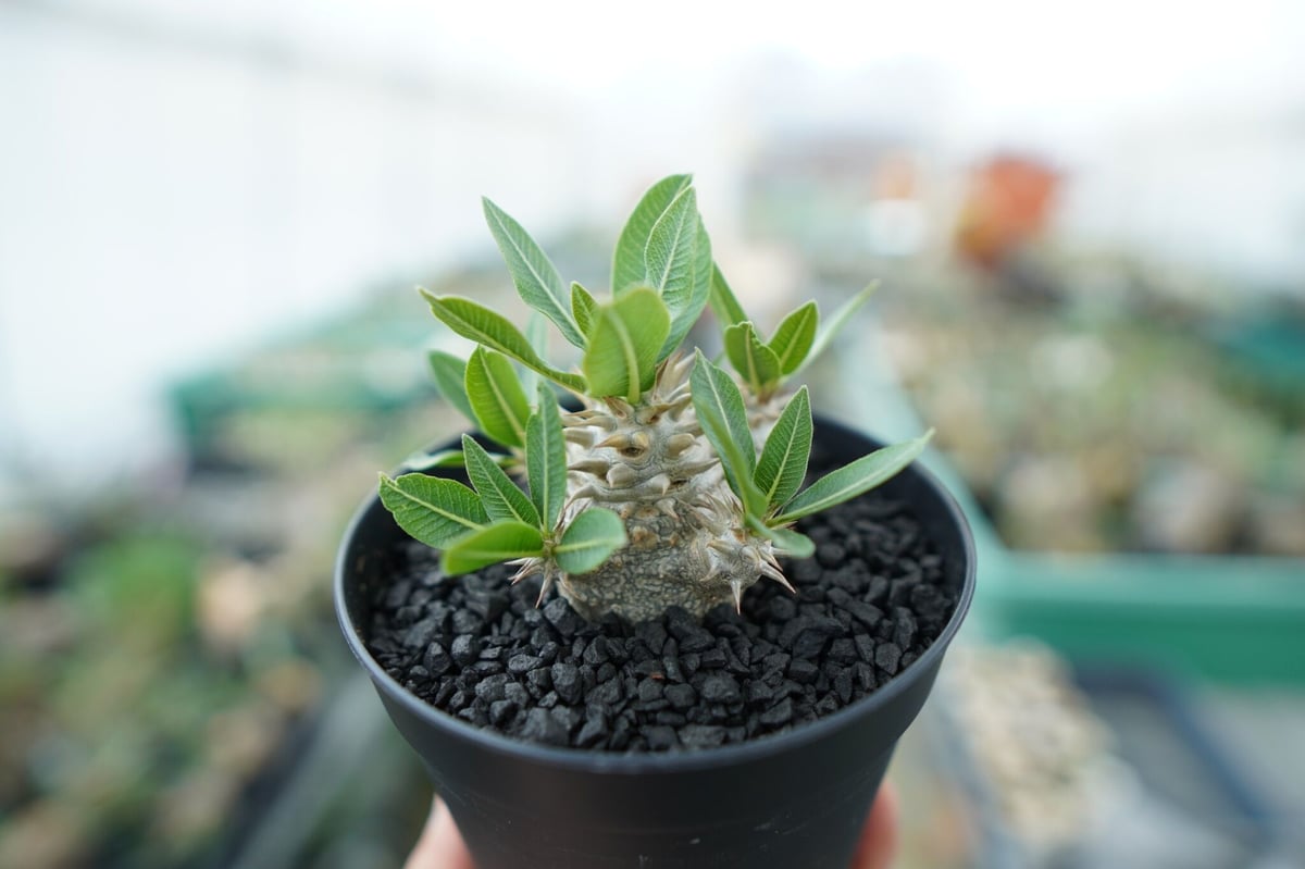 パキポディウム 恵比寿大黒 Pachypodium Densicaule No.4 | man