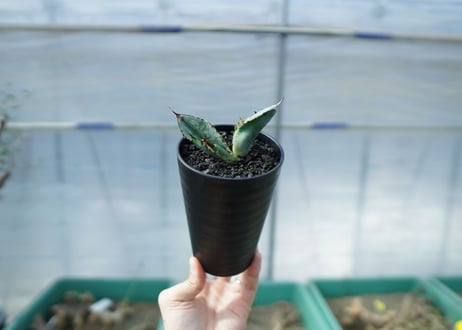 アガベ　チタノタ　ホワイトアイス 　agave titanota whiteice