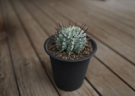 ユーフォルビア　ホリダ　Euphorbia horrida