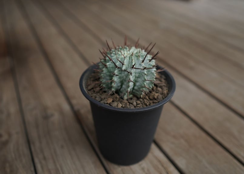 ユーフォルビア ホリダ Euphorbia horrida | mana's farm:塊根植