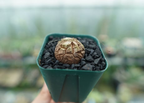 亀甲竜　Dioscorea elephantipes　No.4