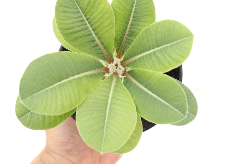 パキポディウム 白花 恵比寿笑い 実生 №5 | mana's farm:塊根植物