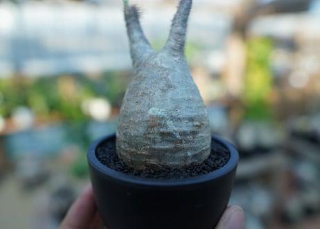 【未発根】パキポディウム　グラキリス　 Pachypodium Gracilius  No.24