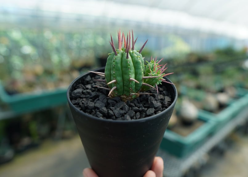 ユーフォルビア　フェロックス　大型株 ユーフォルビア フェロックス Euphorbia ferox No.1 | mana's f