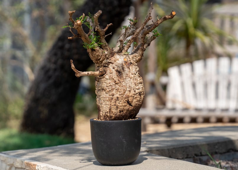 パキプス オペルクリカリア パキプス／Operculicarya pachypus 発根済 浅鉢用手