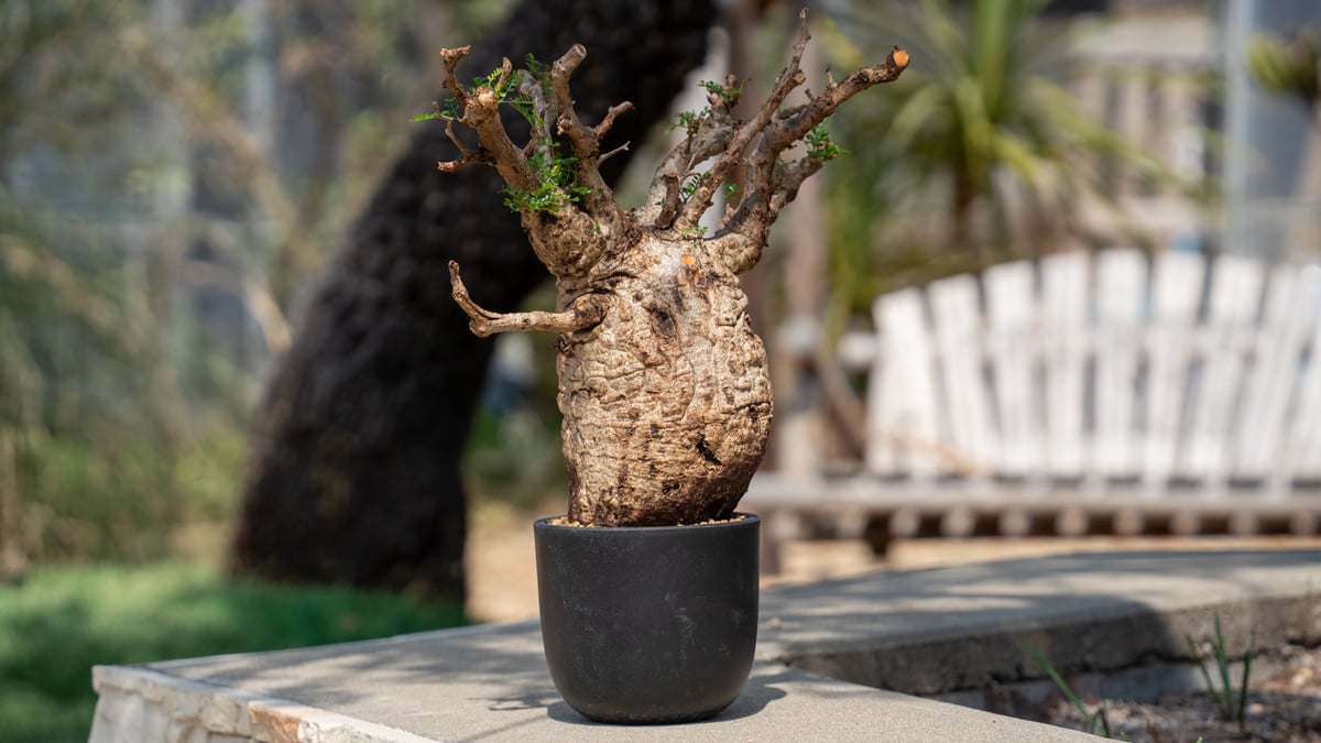 オペルクリカリア パキプス Operculicarya pachypus | mana's f