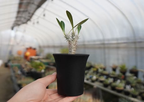 パキポディウム　デンシフローラム　Pachypodium densiflorum