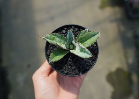 アガベ　チタノタ　 ブラックアンドブルー 　Agave titanota black and blue　No.9
